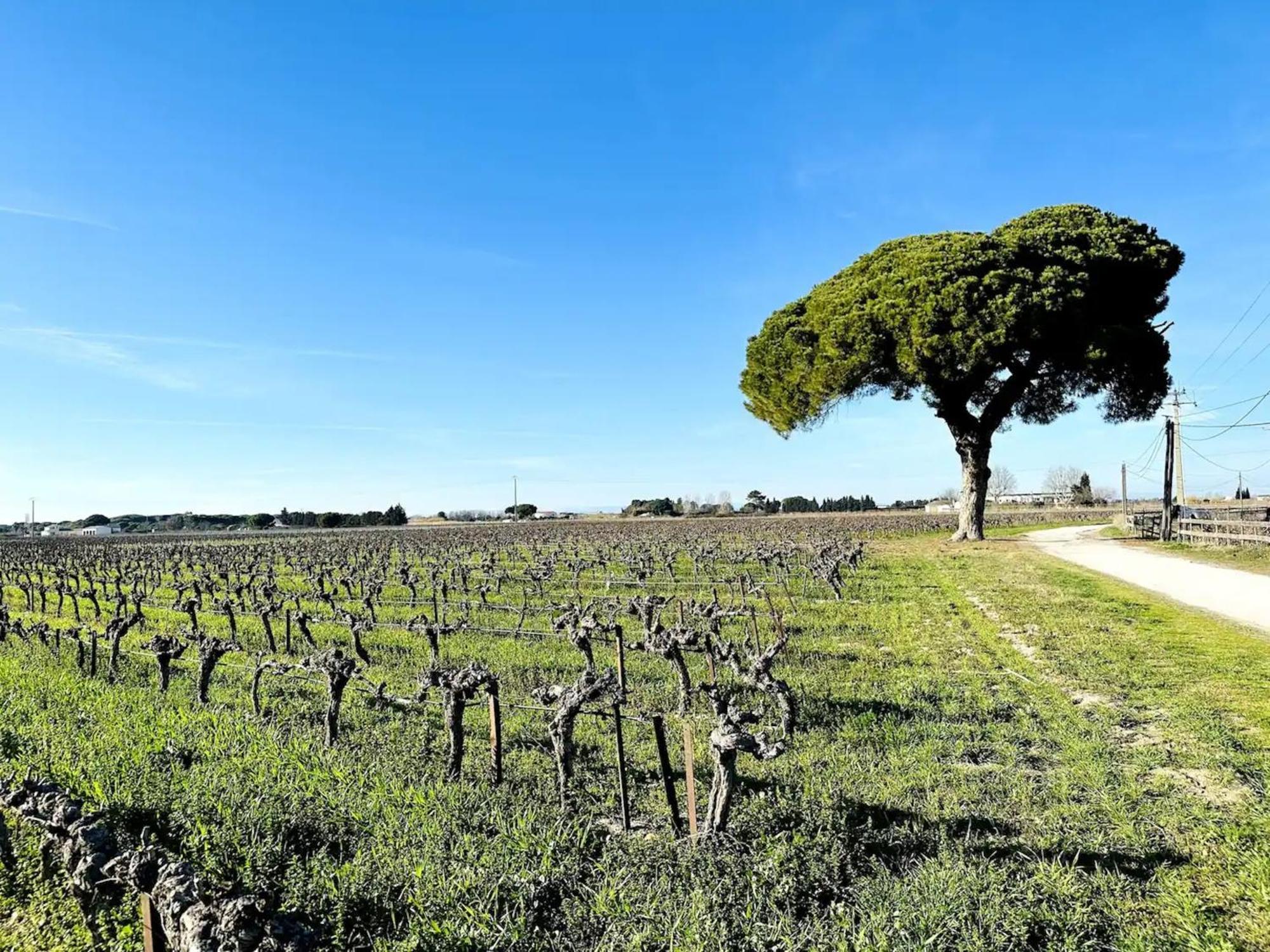 Les Appartements Du Mas - Emeraude Aigues-Mortes Bagian luar foto